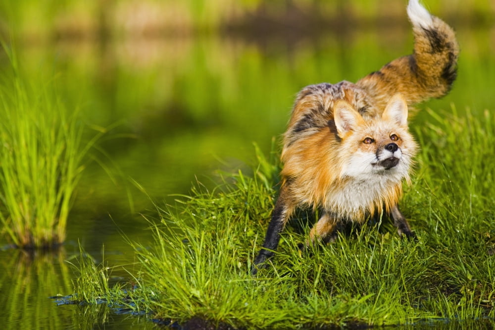 Captive Red Fox Along Shoreline Of Pond Minnesota Spring Canvas Art - Michael DeYoung Design Pics (34 x 22)