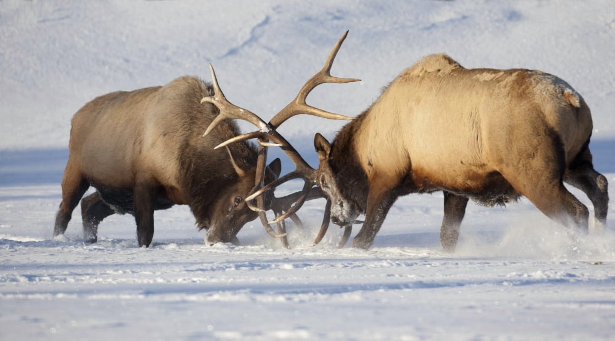Captive Roosevelt Elk Fight During Rut Season Alaska Wildlife Conservation Center Southcentral Alaska Winter Canvas Art - Doug Lindstrand Design Pics (20 x 11)