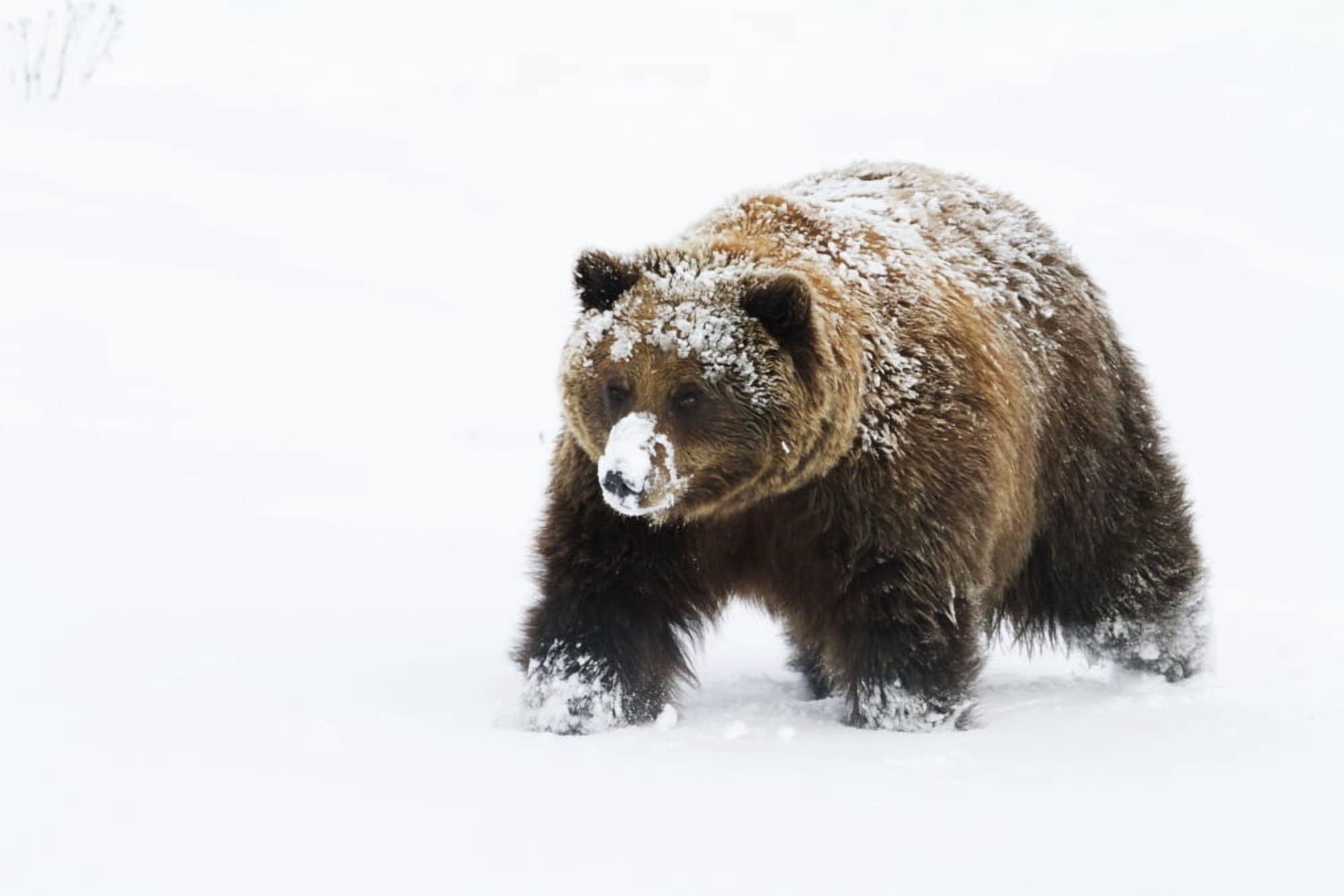 Captive Small Female Grizzly Alaska Wildlife Conservation Center Southcentral Alaska Winter Canvas Art - Doug Lindstrand Design Pics (17 x 11)