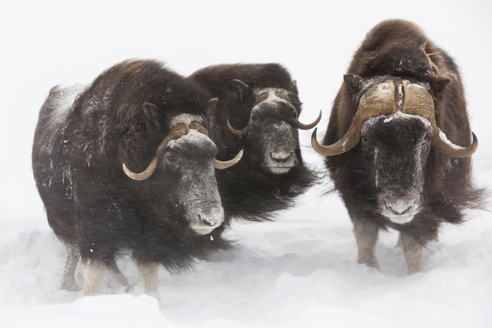 Captive Three Musk Ox Stand In Deep Snow During A Winter Storm Alaska Wildlife Conservation Center Southcentral Alaska Canvas Art - Doug Lindstrand Design Pics (34 x 22)