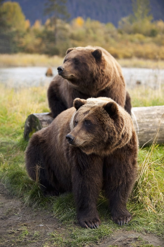 Captive Two Brown Bears Sitting Near Log At The Alaska Wildlife Conservation Center Southcentral Alaska Canvas Art - Doug Lindstrand Design Pics (11 x 17)