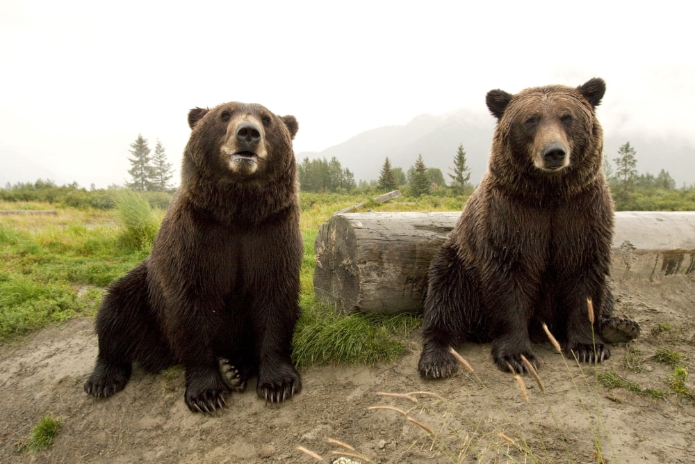 Captive Two Brown Bears Sitting Near Log At The Alaska Wildlife Conservation Center Southcentral Alaska Canvas Art - Doug Lindstrand Design Pics (34 x 22)