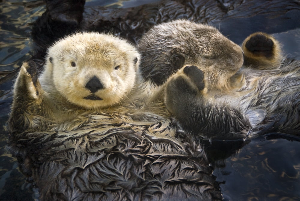 Captive Two Sea Otters Holding Paws At Vancouver Aquarium In Vancouver British Columbia Canada Captive Canvas Art - Tom Soucek Design Pics (34 x 22)