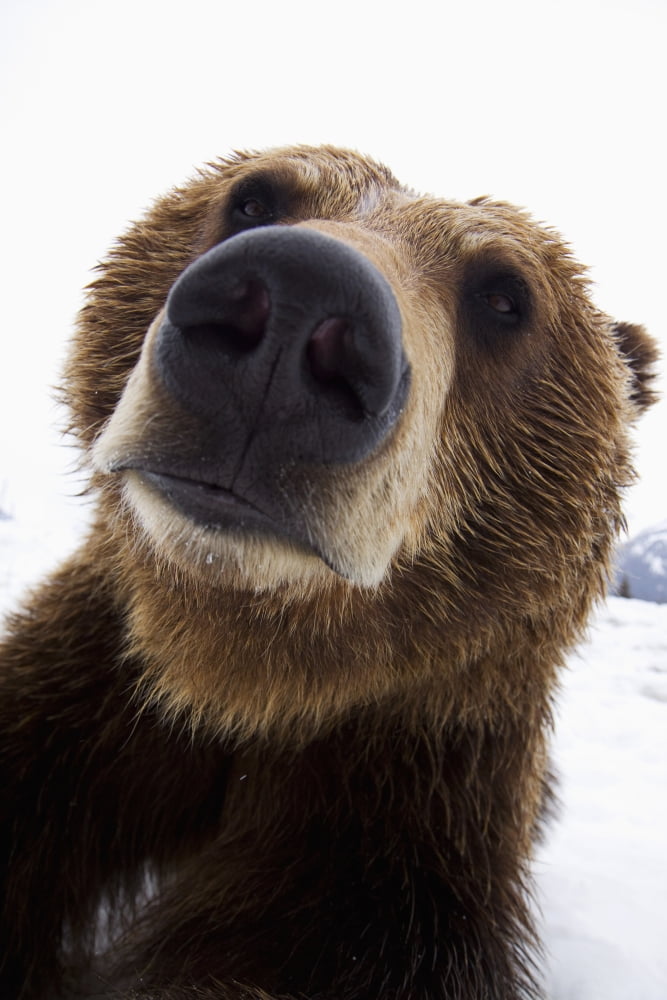 Captive Wide Angle Close Up Of A Brown Bear At The Alaska Wildlife Conservation Center Southcentral Alaska Canvas Art - Doug Lindstrand Design Pics (11 x 17)
