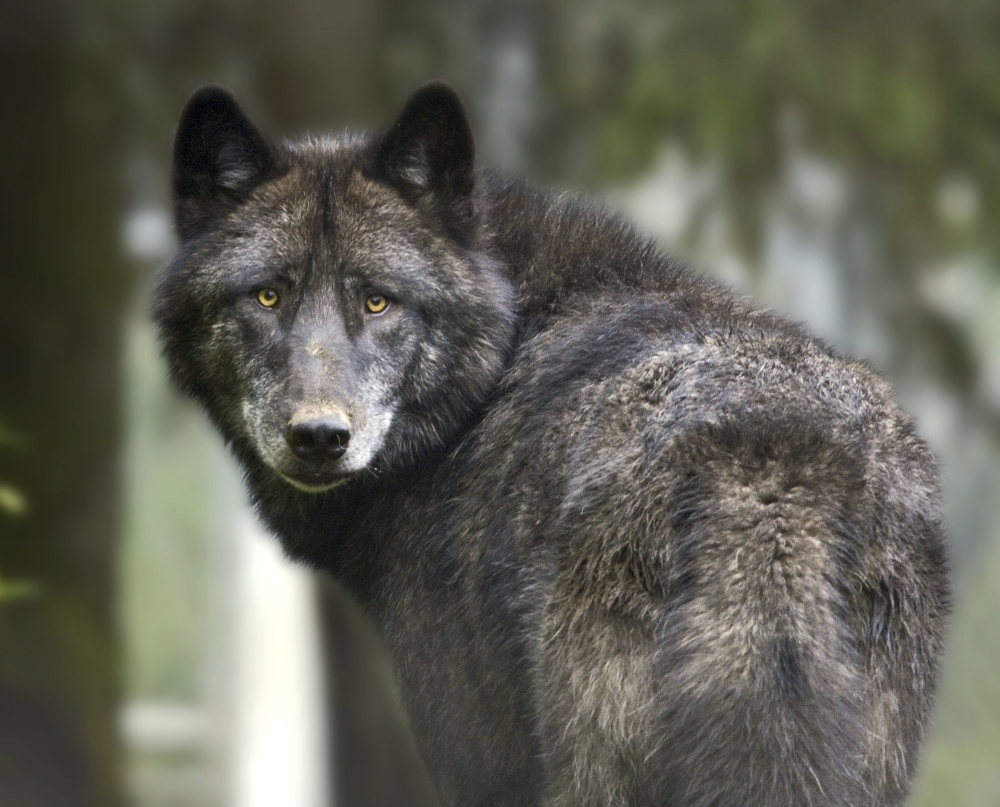 Captive Wolf At The Alaska Zoo Southcentral Alaska Canvas Art - Michael Criss Design Pics (17 x 13)