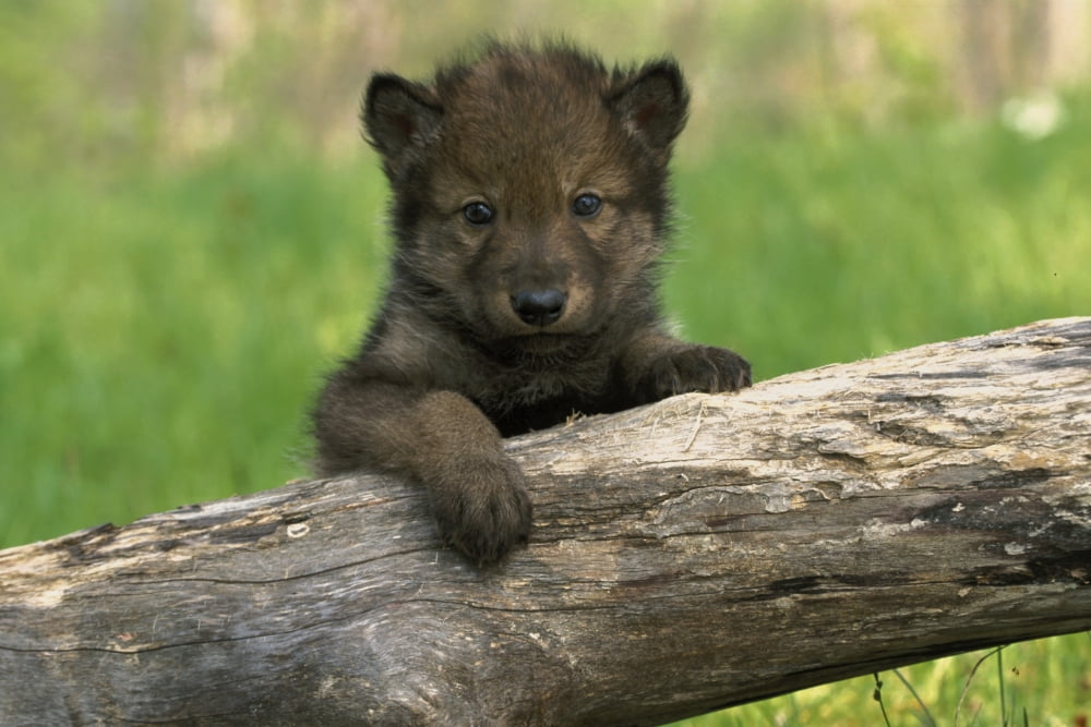 Captive Wolf Pup On Log Minnesota Canvas Art - Michael DeYoung Design Pics (17 x 11)