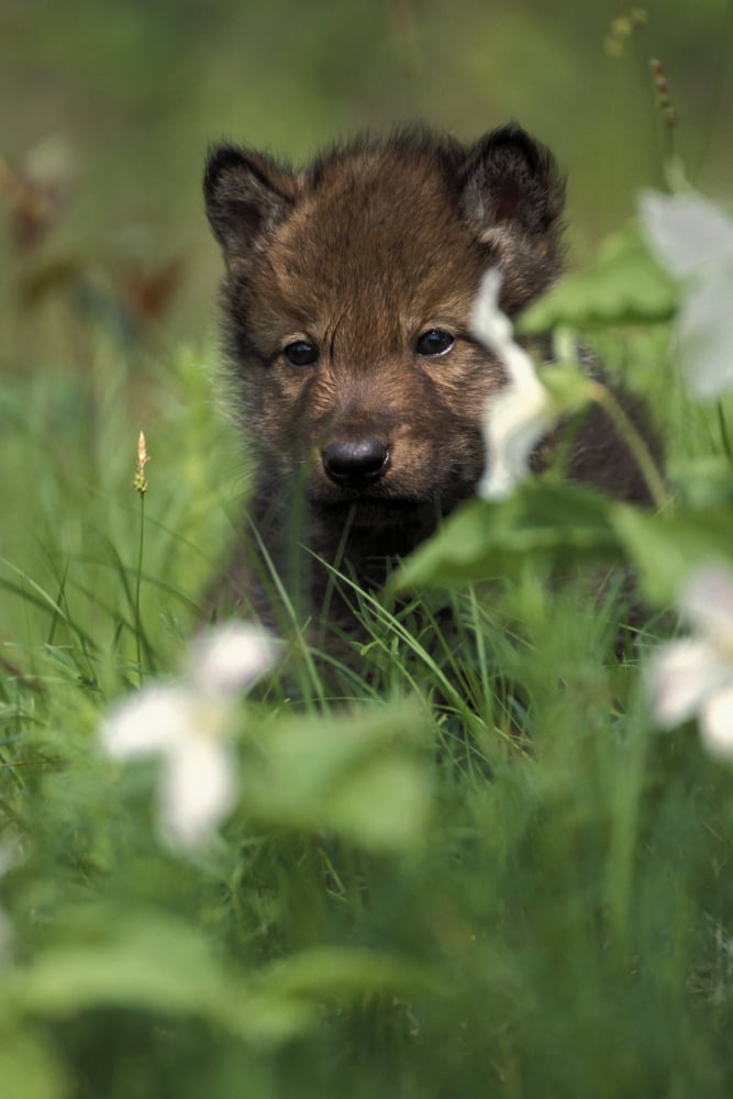 Captive Wolf Pups In Grass Minnesota Canvas Art - Michael DeYoung Design Pics (22 x 34)