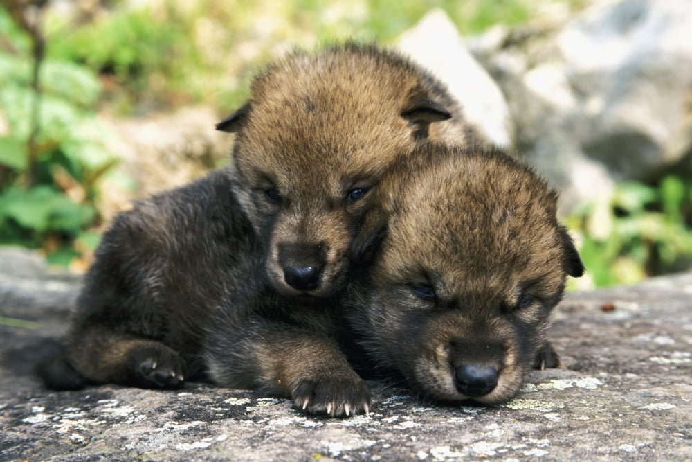Captive Wolf Pups On Rock Minnesota Canvas Art - Michael DeYoung  Design Pics (18 x 12)