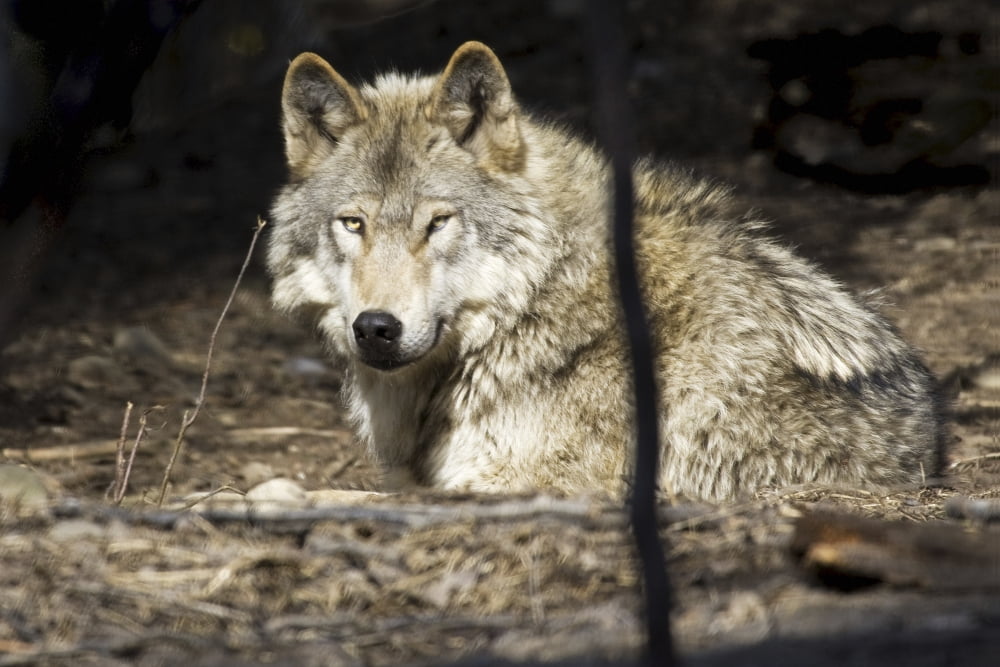Captive Wolf Rests At The Alaska Zoo Southcentral Alaska Canvas Art - Michael Criss Design Pics (34 x 22)