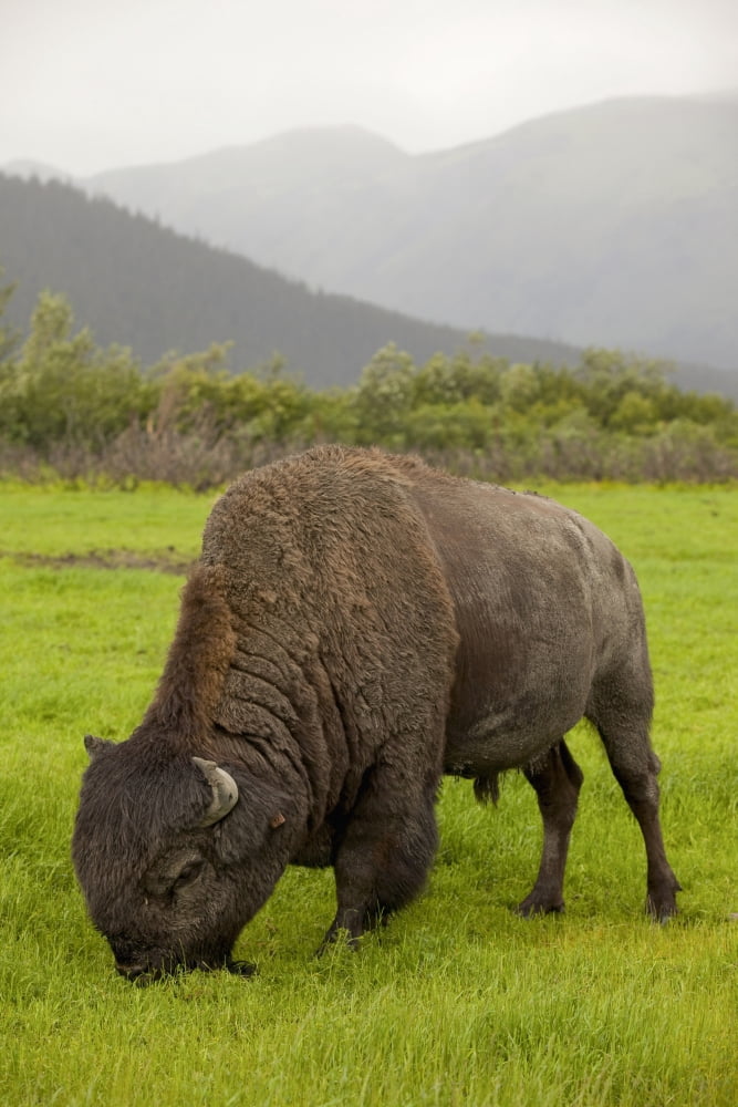 Captive Wood Bison Bull Grazing On Grasses At The Alaska Wildlife Conservation Center Southcentral Alaska Canvas Art - Doug Lindstrand Design Pics (12 x 19)