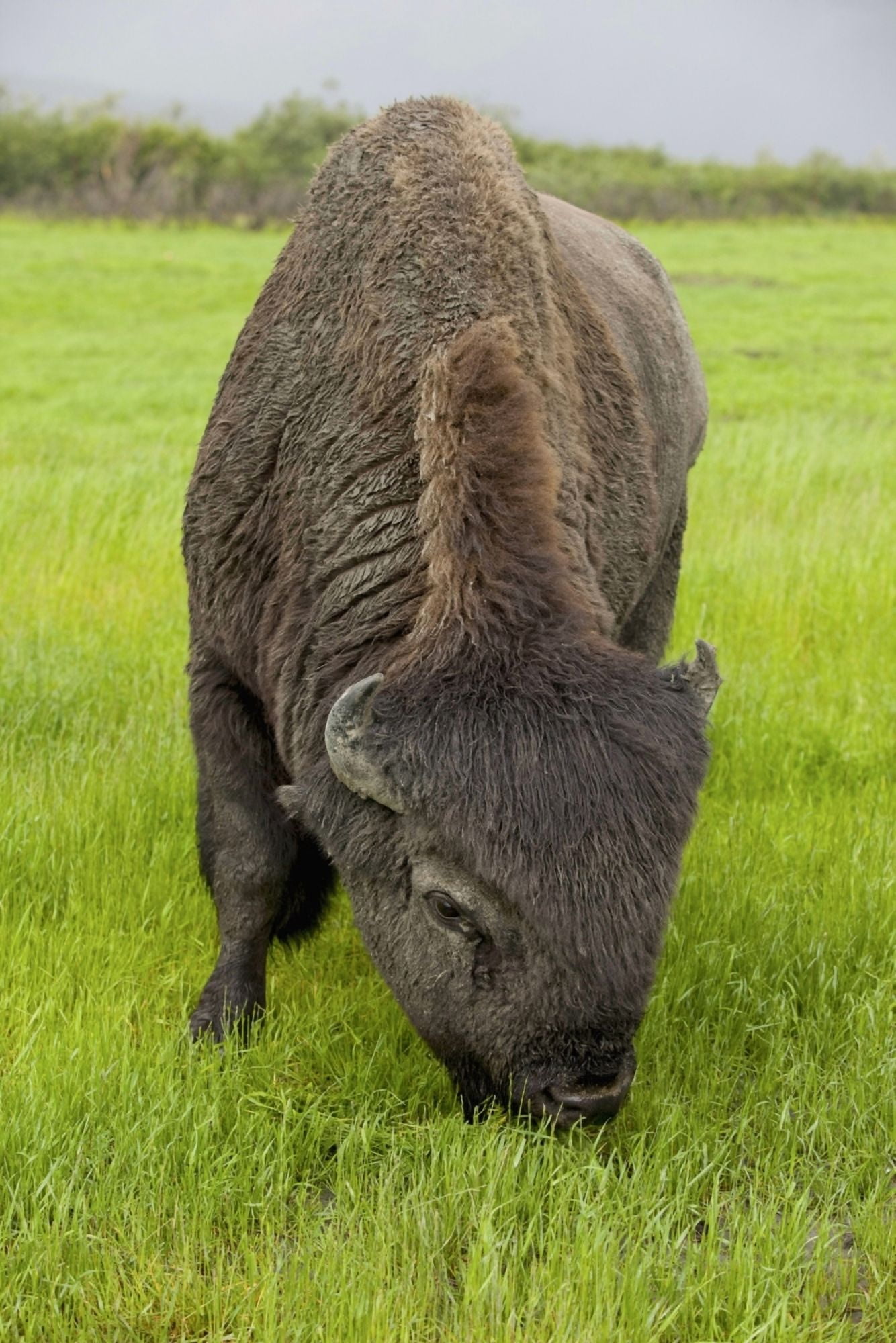 Captive Wood Bison Bull Grazing On Grasses At The Alaska Wildlife Conservation Center Southcentral Alaska Canvas Art - Doug Lindstrand Design Pics (12 x 19)