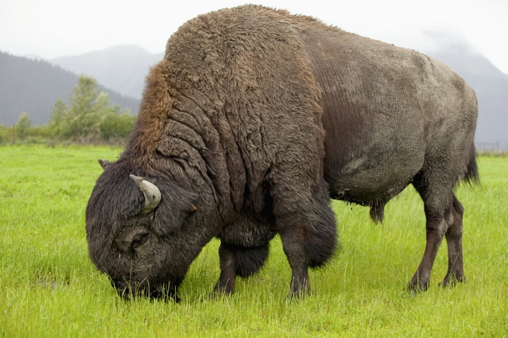 Captive Wood Bison Bull Grazing On Grasses At The Alaska Wildlife Conservation Center Southcentral Alaska Canvas Art - Doug Lindstrand Design Pics (19 x 12)