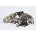 thumbnail image 1 of Captive: Young Female And Male Brown Bears Play Together In Snow Alaska Wildlife Conservation Center Southcentral Alas 1, 1 of 3