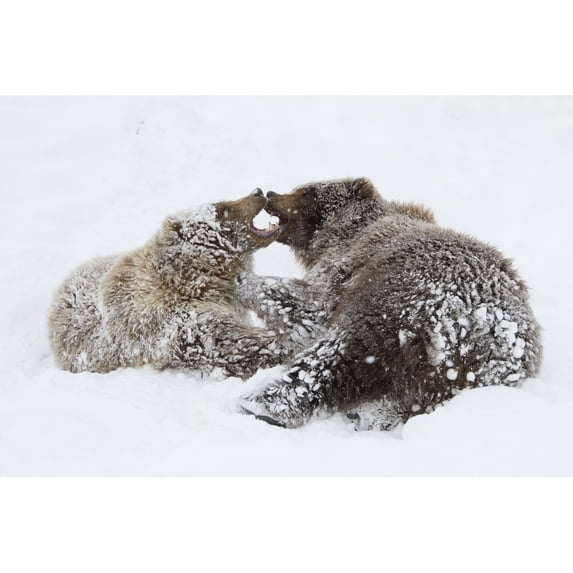 Captive: Young Female And Male Brown Bears Play Together In Snow Alaska Wildlife Conservation Center Southcentral Alas 1