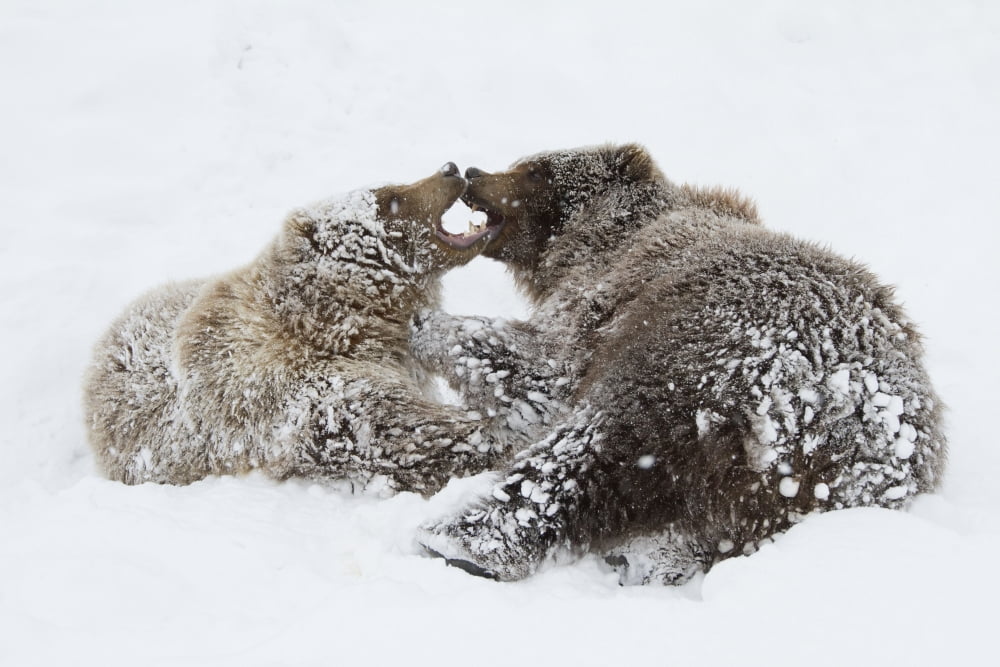 Captive Young Female And Male Brown Bears Play Together In Snow Alaska Wildlife Conservation Center Southcentral Alaska Winter Canvas Art - Doug Lindstrand Design Pics (34 x 22)