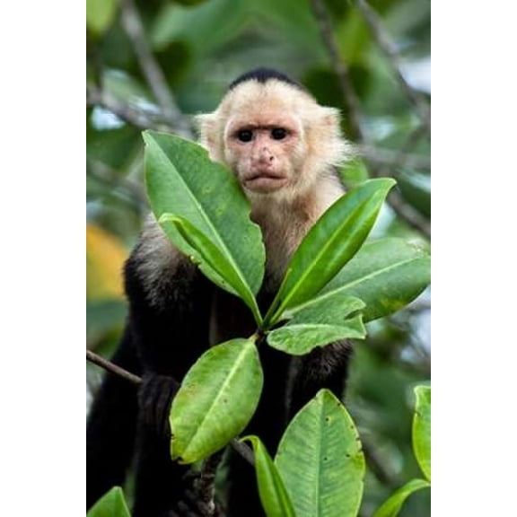 Capuchin Monkey I Canvas Art - Larry Malvin (12 x 18)