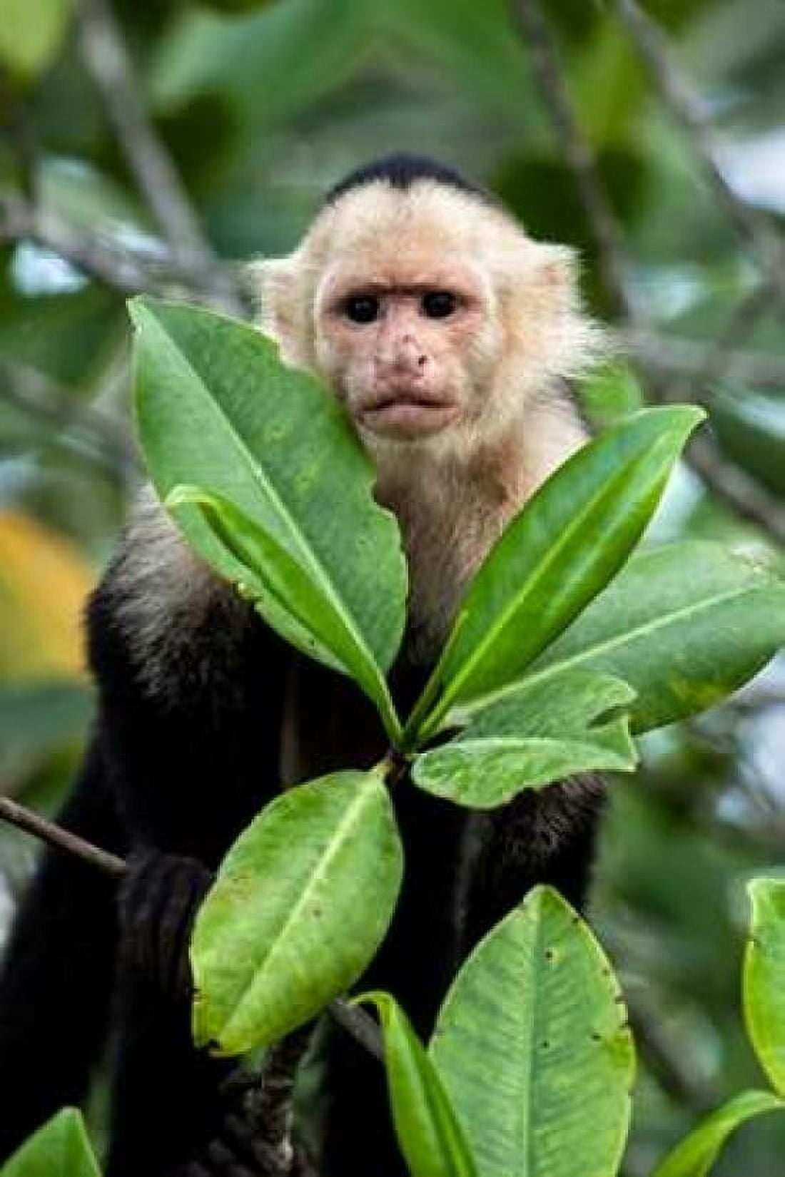 Capuchin Monkey I Canvas Art - Larry Malvin (24 x 36)