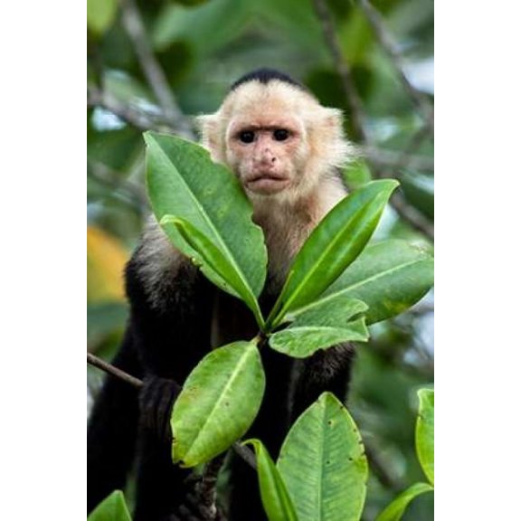 Capuchin Monkey I Poster Print by Larry Malvin (12 x 18)