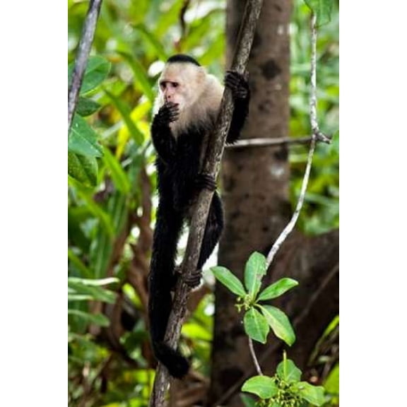 Capuchin Monkey II Canvas Art - Larry Malvin (12 x 18)