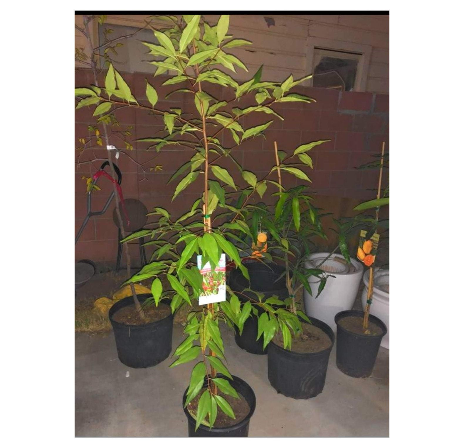 Capulin Fruit Tree Mexican Cherry Cereza Mexicana (Prunus salicifolia