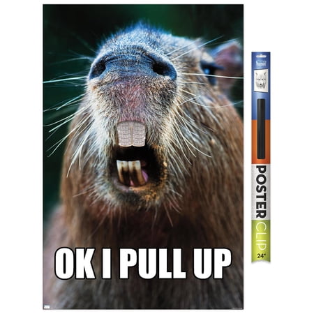 Capybara - Pull Up Wall Poster, 22.375" x 34"