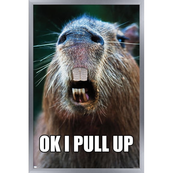 Capybara - Pull Up Wall Poster, 22.375" x 34" Framed
