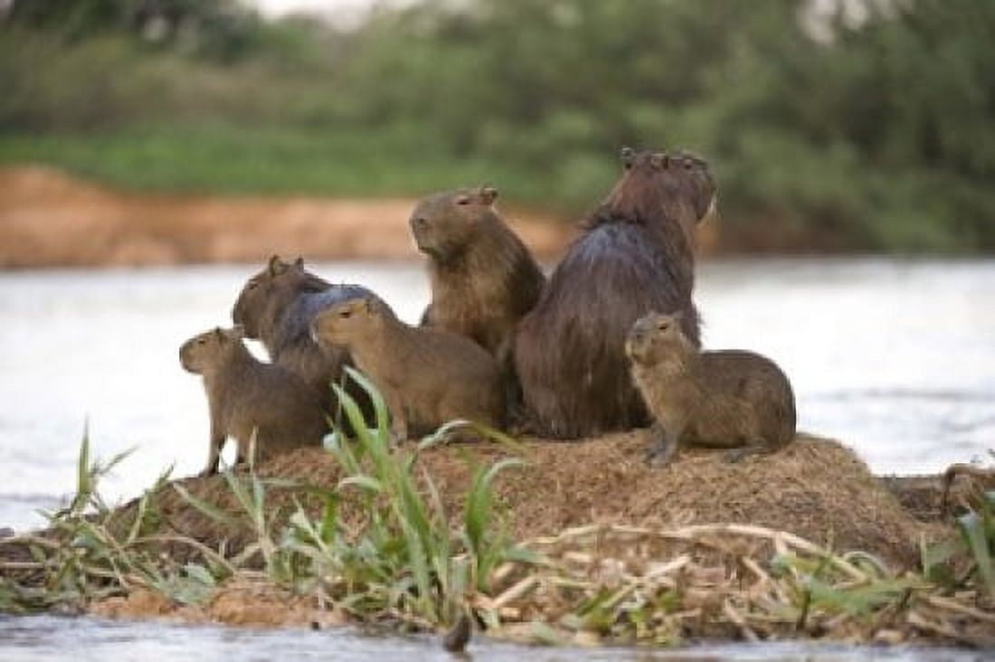 Capybara family on a rock Three Brothers River Meeting of the Waters State Park Pantanal Wetlands Brazil Canvas Art - Panoramic Images (16 x 11)