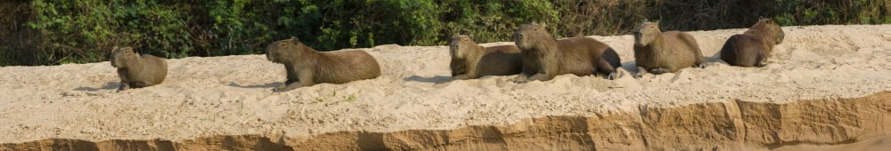 Capybaras resting on sand Rio Negro Pantanal Wetlands Brazil Canvas Art - Panoramic Images (22 x 4)