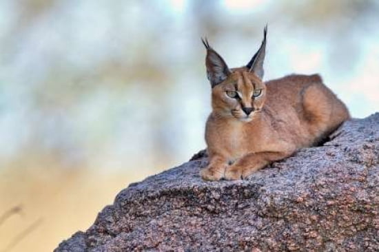 Caracal Canvas Art - Alessandro Catta (12 x 18)