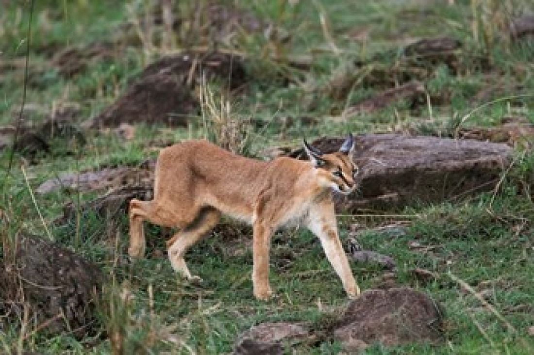 Caracal wildlife Maasai Mara Kenya Canvas Art - Adam Jones DanitaDelimont (35 x 23)
