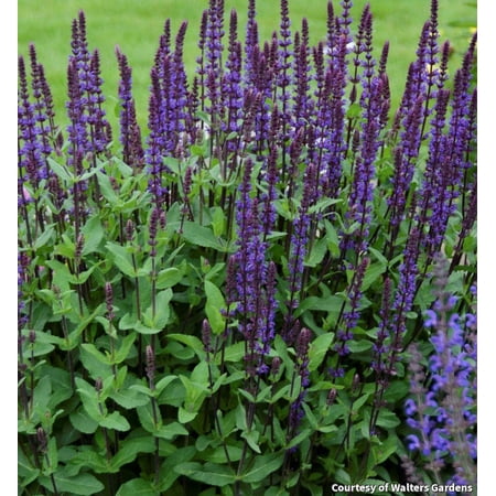 Caradonna Salvia 1gal - Perennial