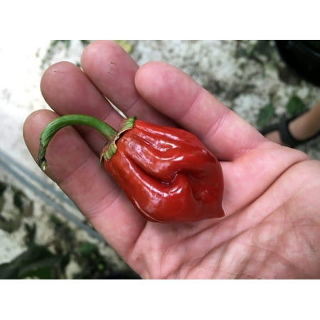 Caramel Bubblegum 7 Pot BBG Scorpion Super Hot Pepper Premium Seeds Packet