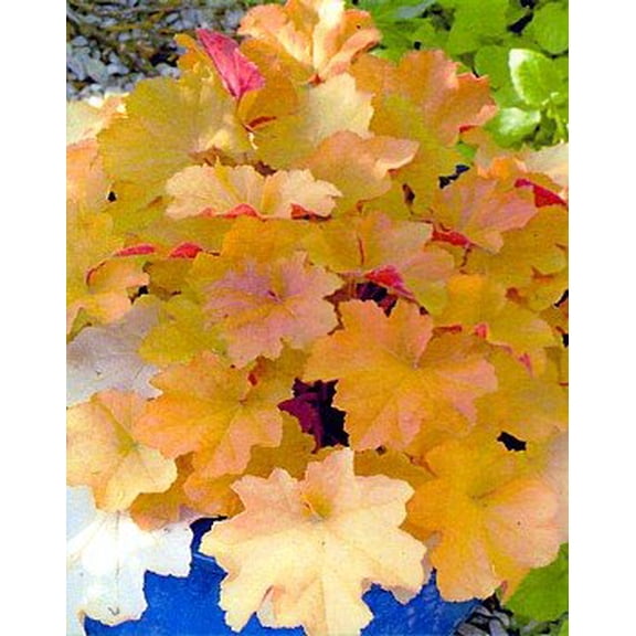 Caramel Coral Bells - Heuchera - Shade Perennial - 2.5" Pot