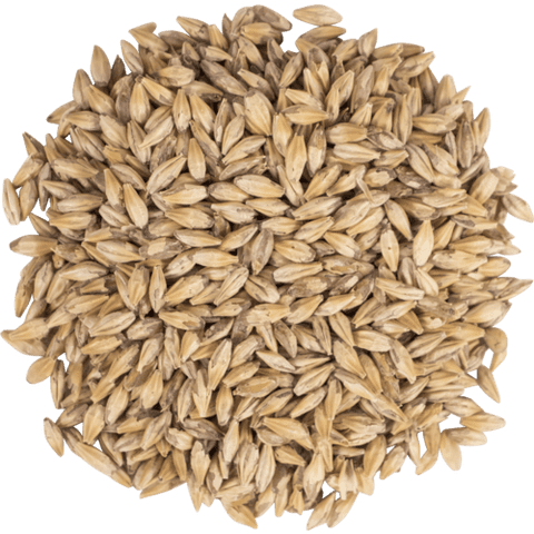 Carapils Dextrin Malt for Brewing Specialty Malted Barley for Beer Making, Home Brewing & Body Retention 1 lb Whole Grain