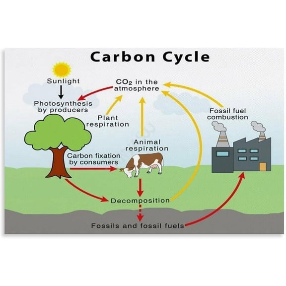 Carbon Cycle Earth Science Environmental Protection Poster (7) Canvas for Bedroom Living Room Decor