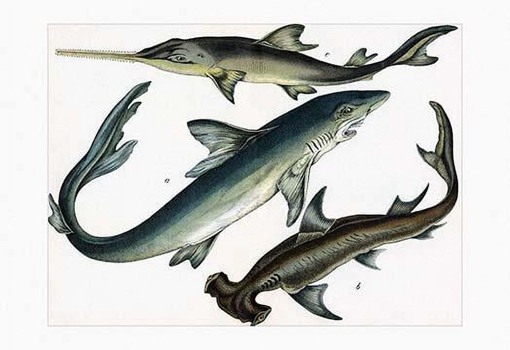 Carcharias Glaucus shark (extinct), Hammerhead, and Sawfish Poster