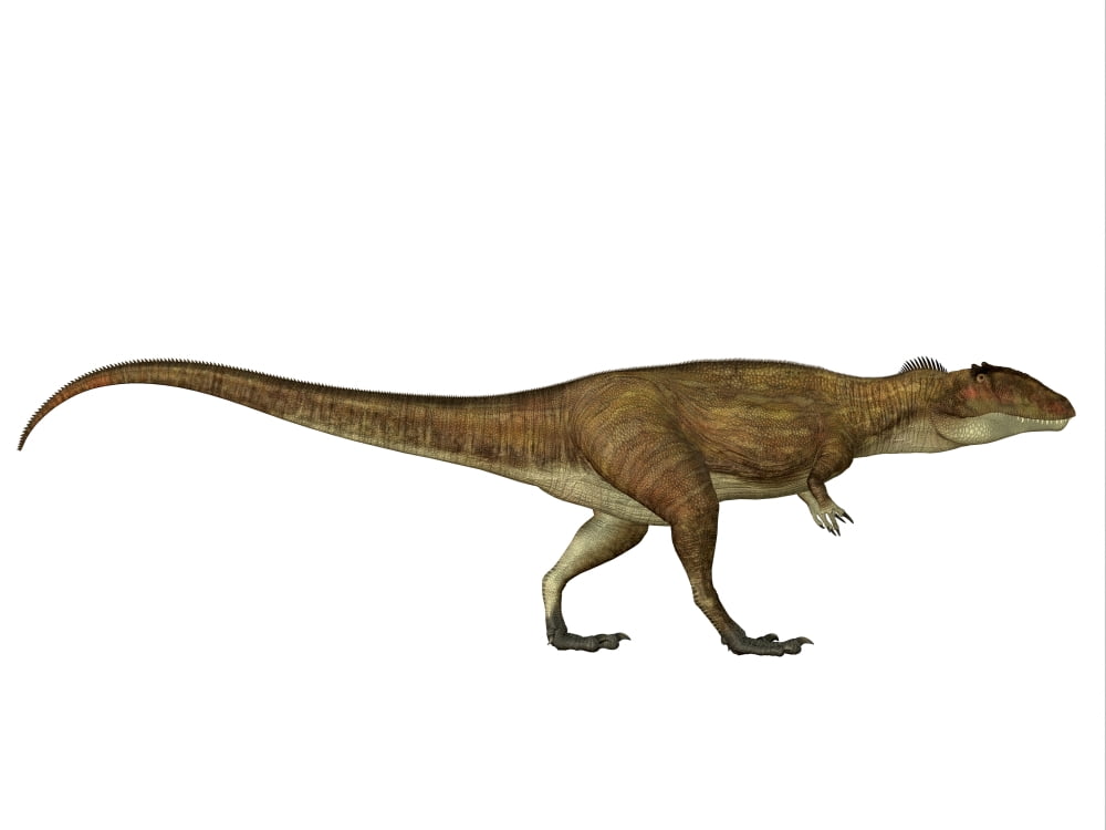 Carcharodontosaurus dinosaur side view Canvas Art - Corey FordStocktrek Images (33 x 25)
