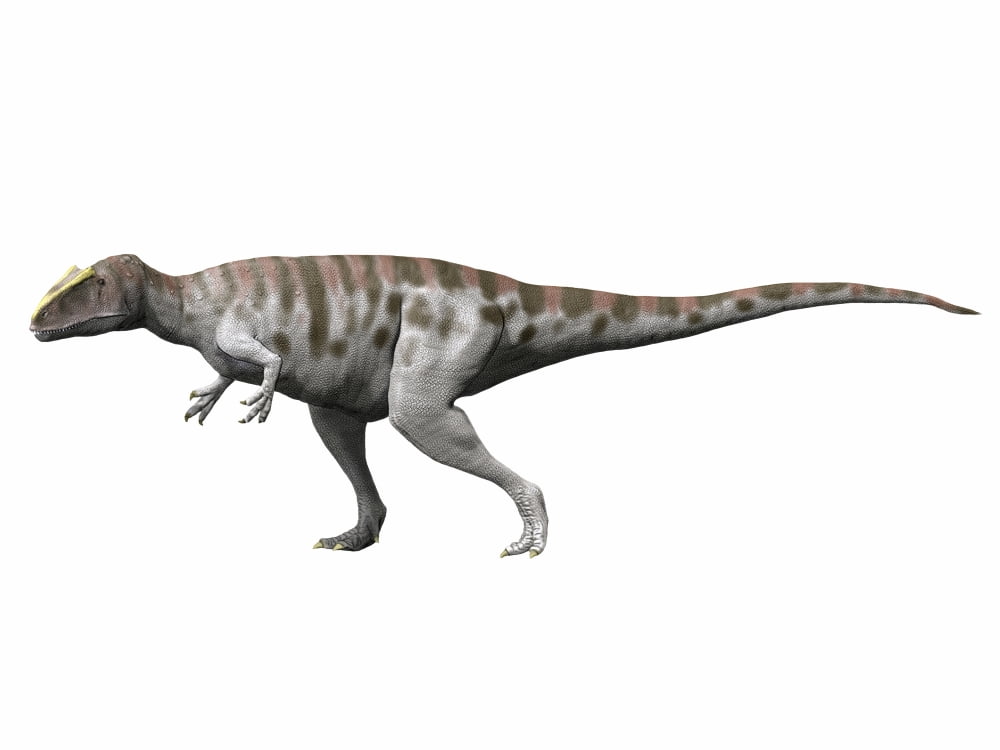 Carcharodontosaurus iguidensis Late Cretaceous of Niger Canvas Art - Nobumichi TamuraStocktrek Images (33 x 25)
