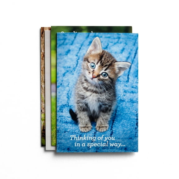 Card-Boxed-Get Well-Whiskers And Paws (Box Of 12)