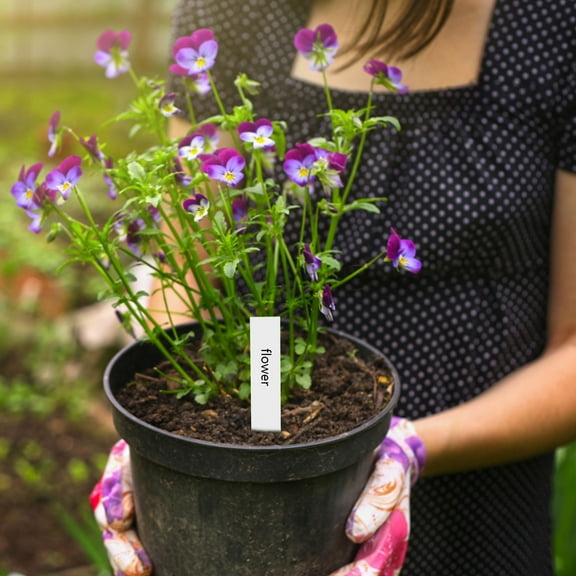 Card Slot Labels Durable Write On Versatile School Organizer Pack 100