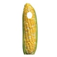 thumbnail image 1 of Cardboard People Corn on The Cob Stand-in Life Size Cardboard Cutout Standup, 1 of 1