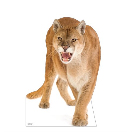 Cardboard People Cougar Life Size Cardboard Cutout Standup - Made in USA
