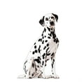thumbnail image 1 of Advanced Graphics 5200 48 x 18 in. Dalmatian Dog Life-Size Cardboard Cutout, 1 of 1