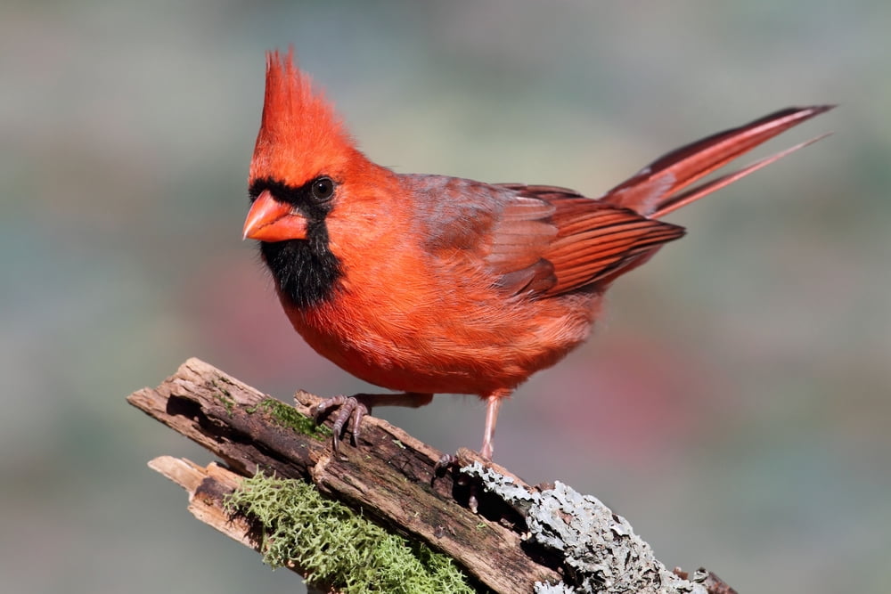 Cardinal (24x36 Giclee Gallery Art Print, Vivid Textured Wall Decor ...