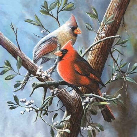 Cardinal Canvas Art - Kevin Daniel (24 x 24)