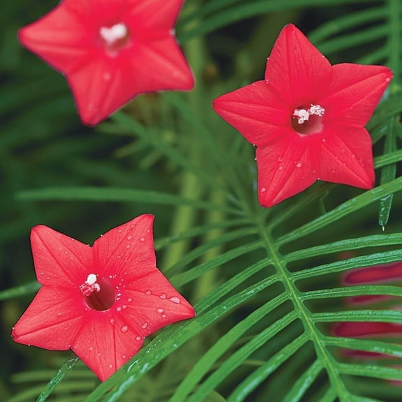 Cardinal Climber - Cypress Vine - 75 Seeds Ipomoea Cardinal Climber Climbing Vine Plant Red Flowering Plants Hummingbirds Butterflies Non-GMO