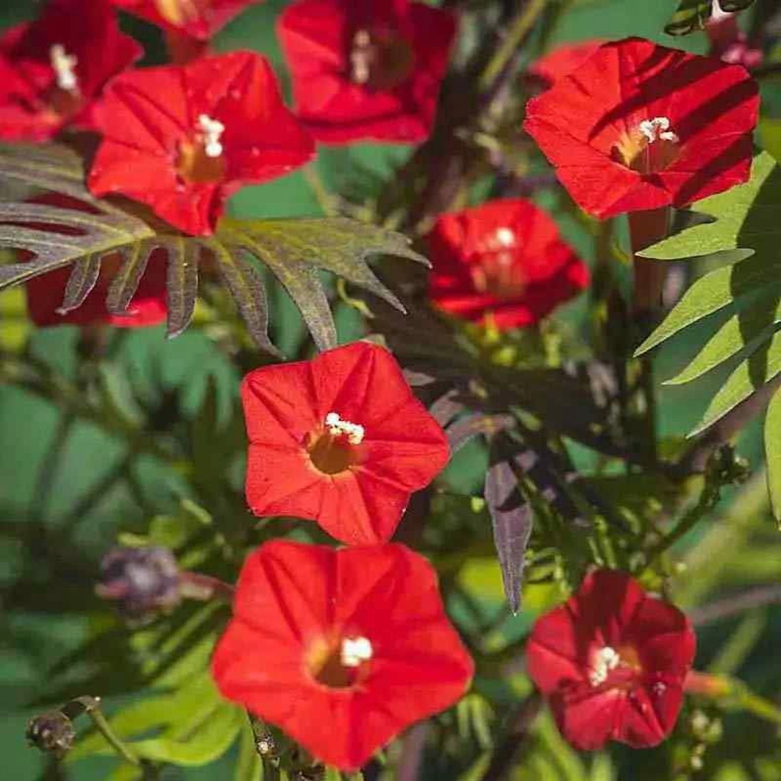 Cardinal Climber Hummingbirds Butterflies Non-GMO - Cypress Vine - 25 Seeds Ipomoea Cardinal Climber Climbing Annual Vine Plant Red Flowering Plants