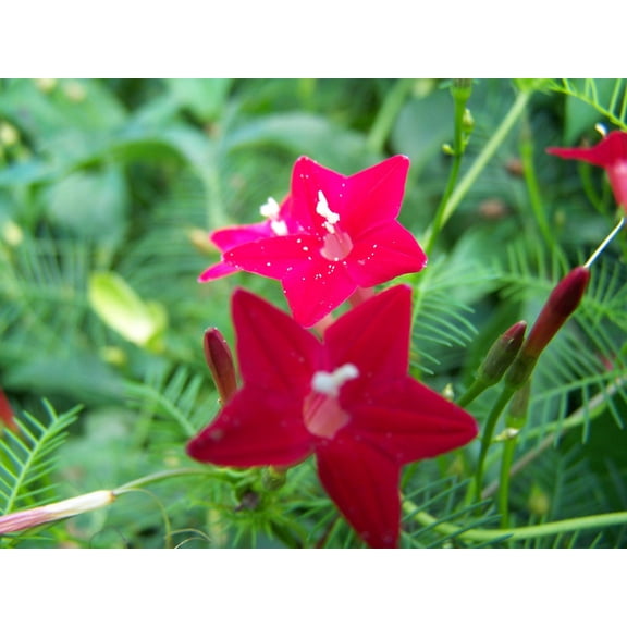 Cardinal Climber Ipomoea Vine Vining Flower Seed Packet for Planting