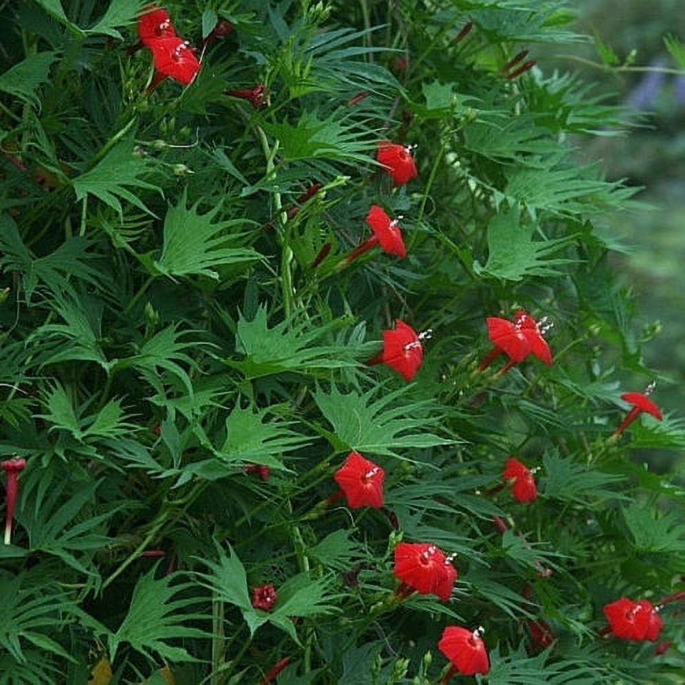 Cardinal Climber Seeds 1 Pound Red Flower Seeds, Heirloom Seed