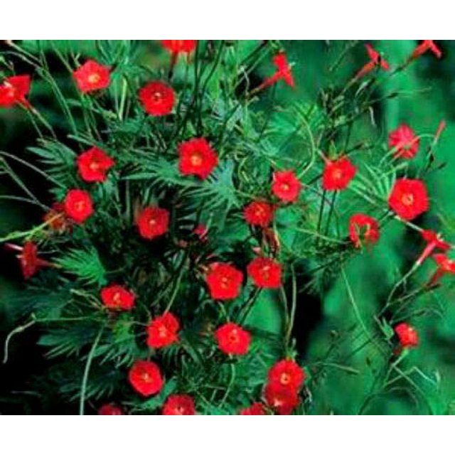 Cardinal Climber Vine Hummingbirds Love This Vine jocad (15 Seeds